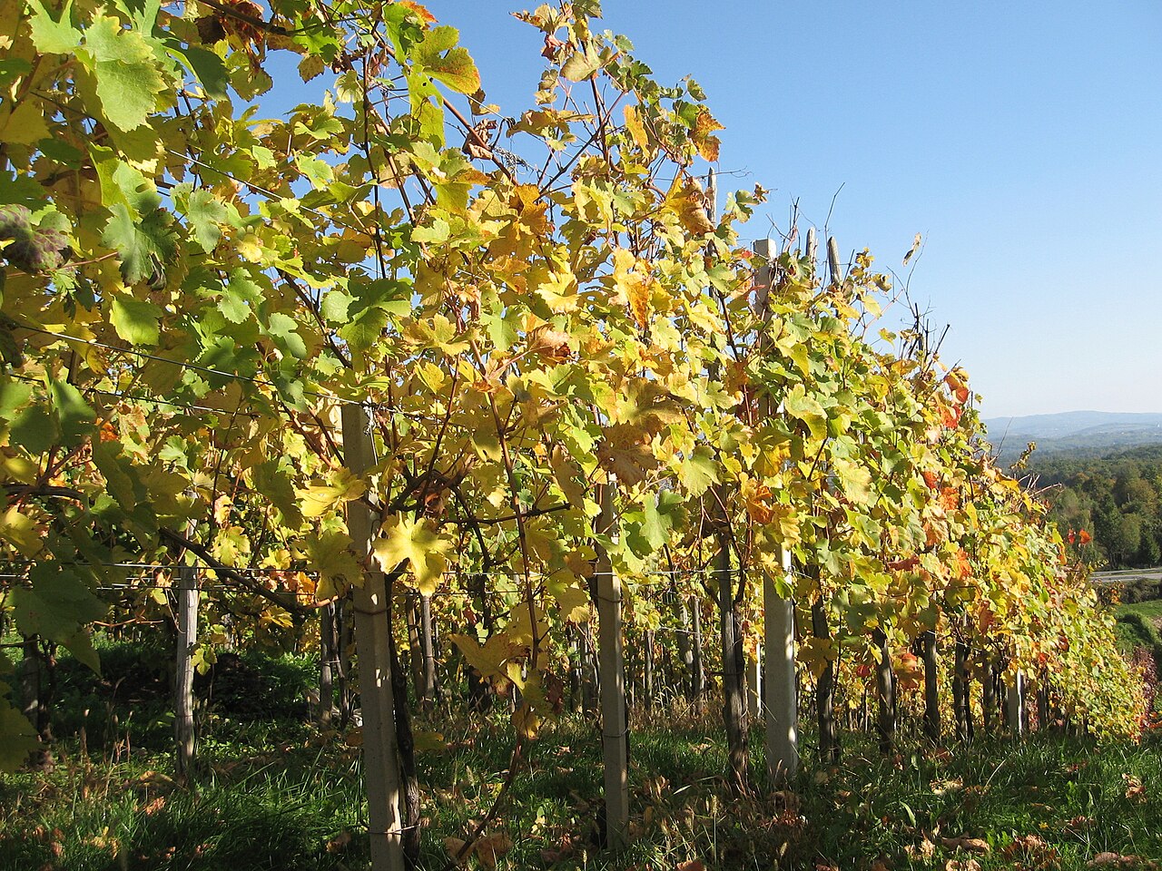 Ponazoritvena fotografija · vinograd v Sloveniji